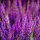 Servietten Format: 33 x 33 cm 3-lagig 20 Servietten Heather Heidekraut