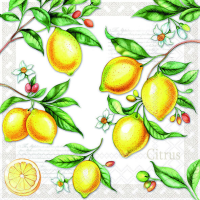 Servietten Lunch Citrus Zitronen 33x33cm 20 Servietten