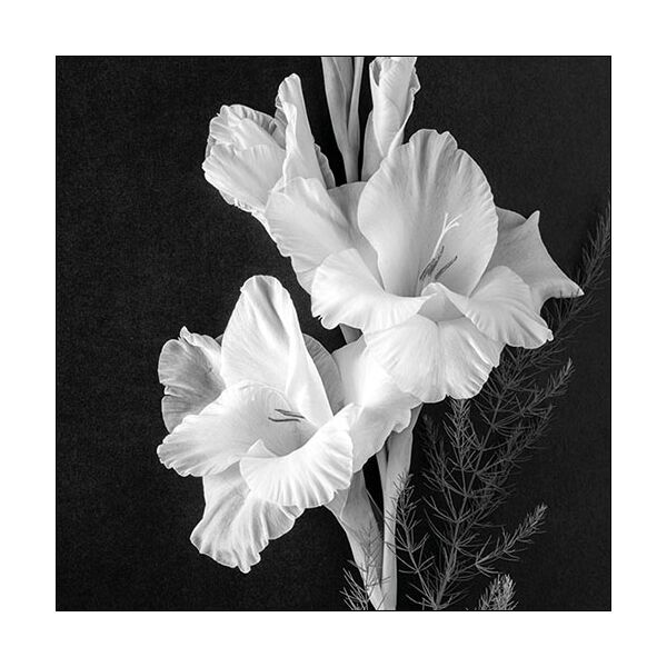 Servietten Lunch Gladiolus Gladiolen Trauer Blumen 33x33cm 20 Servietten