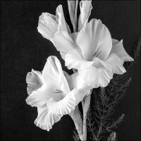 Servietten Lunch Gladiolus Gladiolen Trauer Blumen...