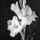 Servietten Lunch Gladiolus Gladiolen Trauer Blumen 33x33cm 20 Servietten