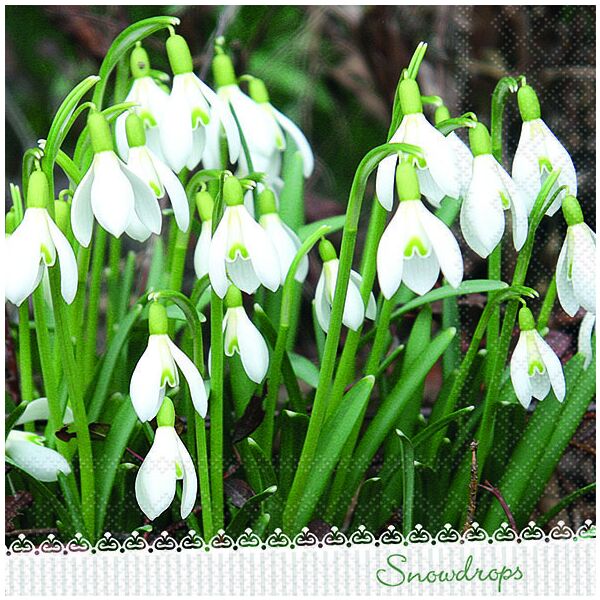 Servietten Lunch 33x33 cm 3-lagig 20 Servietten Galanthus Schneeglöckchen