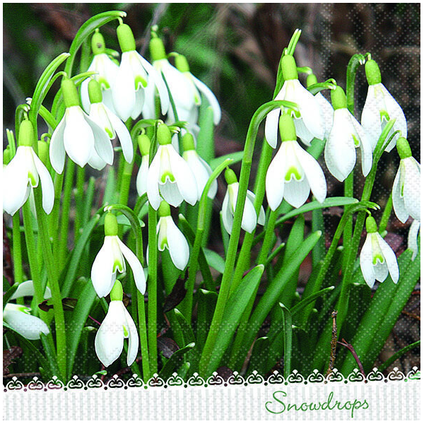 Servietten Lunch 33x33 cm 3-lagig 20 Servietten Galanthus Schneeglöckchen