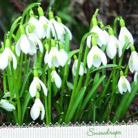 Servietten Lunch 33x33 cm 3-lagig 20 Servietten Galanthus...