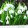 Servietten Lunch 33x33 cm 3-lagig 20 Servietten Galanthus Schneeglöckchen