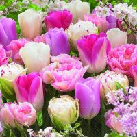 Servietten Lunch Pink Tulips Tulpe pink 33 x 33 cm 20...