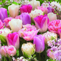 Servietten Lunch Pink Tulips Tulpe pink 33 x 33 cm 20...