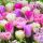 Servietten Lunch Pink Tulips Tulpe pink 33 x 33 cm 20 Servietten