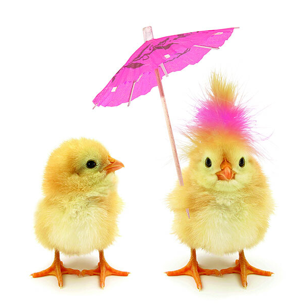 Ostern Servietten Lunch Napkin Lunch Format: 33 x 33 cm 3-lagig 20 Servietten Easter Chicks FSC Mix Osterenten