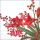 Weihnachten Cocktail Servietten 25 x 25 cm 3-lagig 15 Servietten Christmas Bouquet White Weihnachtsblumen weiss