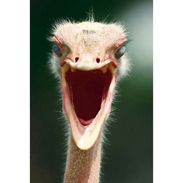 Geburtstag Glückwunschkarte mit Umschlag - Avanti  Innentext: Immer schön lächeln es ist Dein Geburtstag