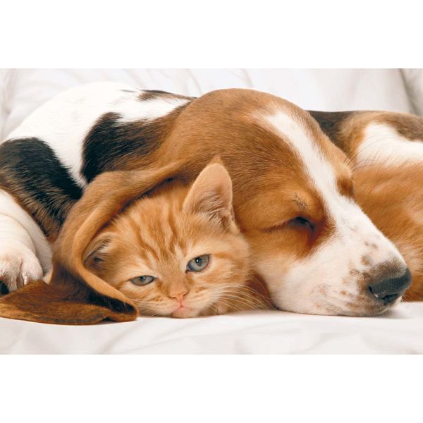 Grußkarte mit Umschlag - Avanti - kuschelnde Hunde - Text: Du bist so kuschelig