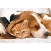 Grußkarte mit Umschlag - Avanti - kuschelnde Hunde...