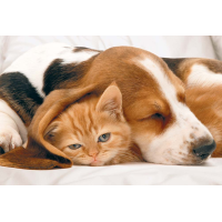 Grußkarte mit Umschlag - Avanti - kuschelnde Hunde...