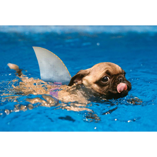 Geburtstag Glückwunschkarte mit Umschlag - Avanti Hund - Text:Auch wenn Dir das Wasser bis zum Hals steht: Alles Gute zum Geburtstag