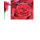 Gutschein  - Postkarten – Format: 11,5 cm x 17,5 cm - Nice Moments – Dies ist ein Kuschelgutschein – Rose