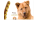 Gutschein  - Postkarten – Format: 11,5 cm x 17,5 cm - Nice Moments – Wurst + Pommes+Getränk deiner Wahl Gutschein – Hund und Würstchen