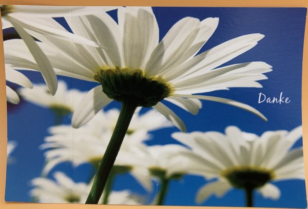 Danke  - Postkarten – Format: 11,5 cm x 17,5 cm - Nice Moments – Danke - Gänseblümchen
