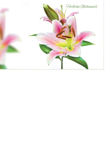 Allgemeine Wünsche  - Postkarten – Format: 11,5 cm x 17,5 cm - Nice Moments – Herzlichen Glückwunsch – Blume
