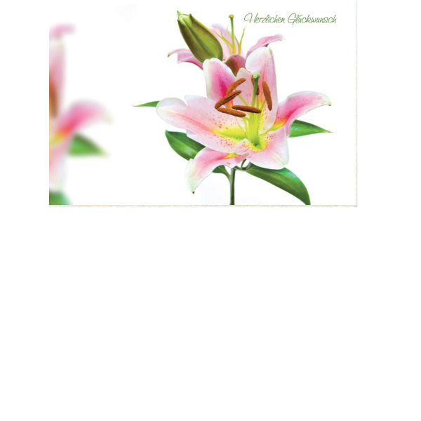 Allgemeine Wünsche  - Postkarten – Format: 11,5 cm x 17,5 cm - Nice Moments – Herzlichen Glückwunsch – Blume