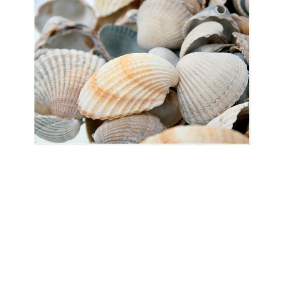 Ohne Text  - Postkarten – Format: 11,5 cm x 17,5 cm - Nice Moments – Muscheln
