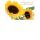 45. Geburtstag Nice Moments Augentraum Karte mit Umschlag Sonnenblume