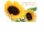 45. Geburtstag Nice Moments Augentraum Karte mit Umschlag Sonnenblume