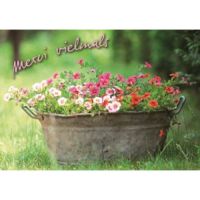 Gänseblümchen - Postkarte im Format 10,5 x 14,8...