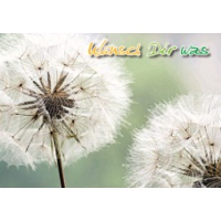 Gänseblümchen - Postkarte im Format 10,5 x 14,8...