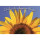 Gänseblümchen - Postkarte im Format 10,5 x 14,8 cm - Du hast die Sonne im Herzen