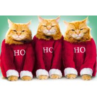 Weihnachten Glückwunschkarte mit Umschlag  Katzen HO...