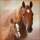 Servietten Lunch – Napkin Lunch – Format: 33 x 33 cm – 3-lagig – 20 Servietten pro Packung - Horse With Foal – Pferd mit Fohlen - Ambiente