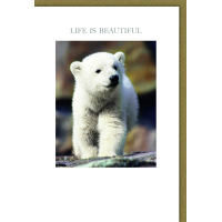 Allgemeine Wünsche Karte mit Umschlag Eisbär...