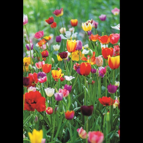 Ohne Text - Frühjahr - Glückwunschkarte im Format 11,5 x 17 cm mit Umschlag - Blumenwiese