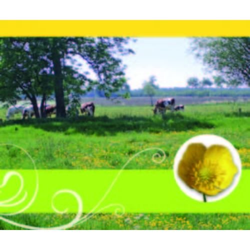 Ohne Text – Minikarte – 9 x 7,8 cm – mit Briefumschlag – Kühe auf der Weide
