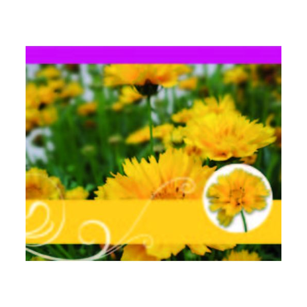 Ohne Text – Minikarte - 9x7,8 cm - mit Briefumschlag – Blume