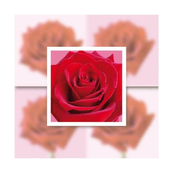Ohne Text – Minikarte – 8 x 8 cm - mit Briefumschlag und Stanzung – Rose