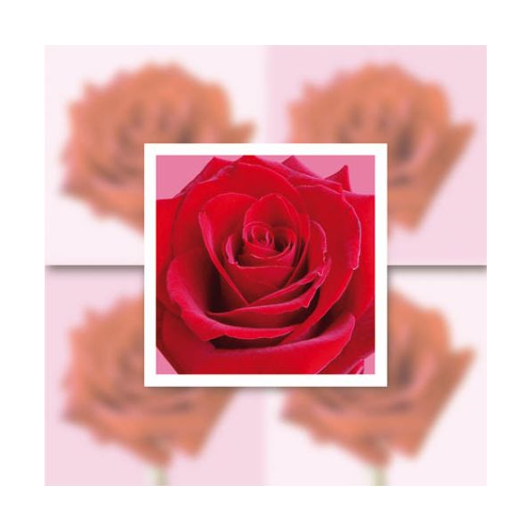 Ohne Text – Minikarte – 8 x 8 cm - mit Briefumschlag und Stanzung – Rose