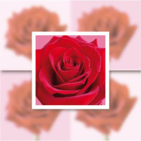 Ohne Text – Minikarte – 8 x 8 cm - mit...