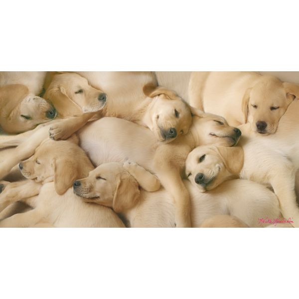 Blanko Glückwunschkarte 11,5 x 22 cm mit Umschlag – Hunde Welpen kuscheln Labrador Golden Retriever