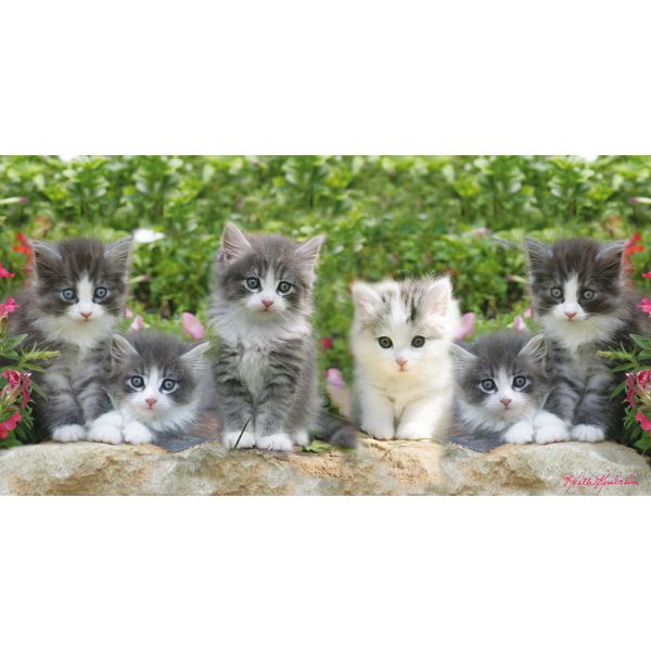Blanko Glückwunschkarte 11,5 x 22 cm mit Umschlag – Kätzchen auf Mauer Katzen