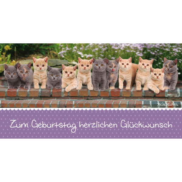 Geburtstag  Glückwunschkarte mit Umschlag DIN LANG Katzen Herzlichen Glückwunsch