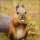Servietten Lunch – Napkin Lunch – Format: 33 x 33 cm – 3-lagig – 20 Servietten pro Packung - Squirrel FSC Mix – Eichhörnchen