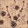 Servietten Format: 33 x 33 cm 3-lagig 20 Servietten Recycled Pine cones nature Tannenzapfen Natur