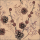 A-2026 Servietten Format: 33 x 33 cm 3-lagig 20 Servietten Recycled Pine cones nature Tannenzapfen Natur