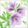 Weihnachten Servietten Format: 33 x 33 cm 3-lagig 20 Servietten Classic helleborus