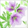 A-2026 Weihnachten Servietten Format: 33 x 33 cm 3-lagig 20 Servietten Classic helleborus