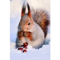 Weihnachten Glückwunschkarten Eichhörnchen im...