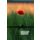 Beileid Kondolenz Trauerkarte Klatschmohn, mit schwarzer Schleife In stiller Trauer  mit Umschlag