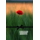 Beileid Kondolenz Trauerkarte Klatschmohn, mit schwarzer Schleife In stiller Trauer  mit Umschlag